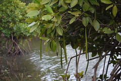 Rhizophora mucronata